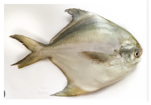 AVOLI_0
