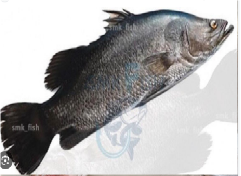 AROUSA FISH أروسا فيش_0