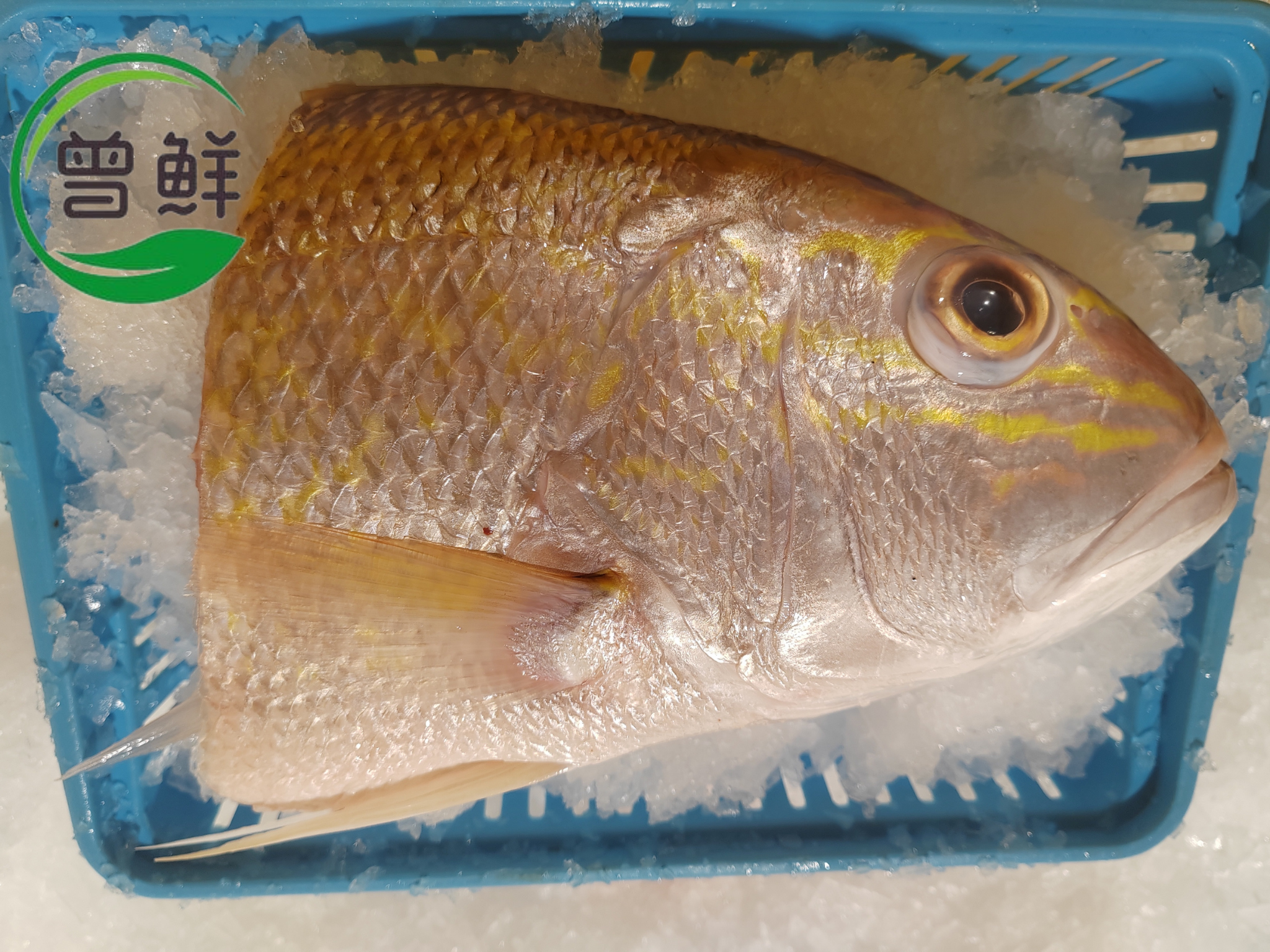哥里鱼头两片 Snapper Fish Head（2pcs）_1