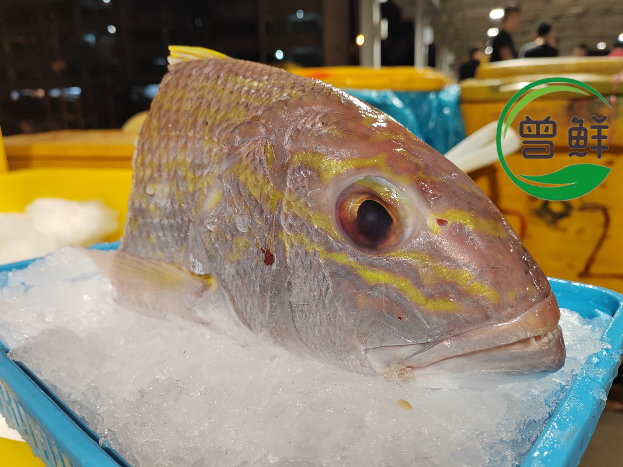 哥里鱼头两片 Snapper Fish Head（2pcs）_2