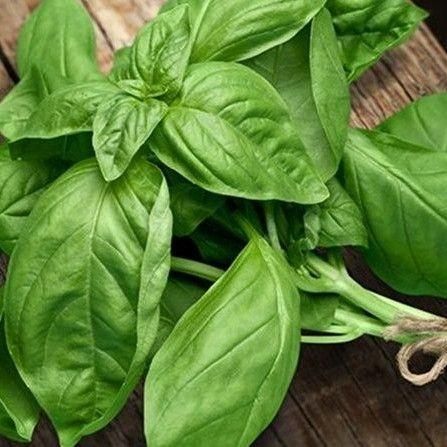 Basil_0