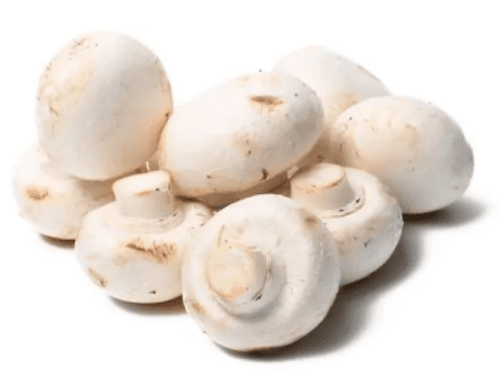 Jamur Champignon_0