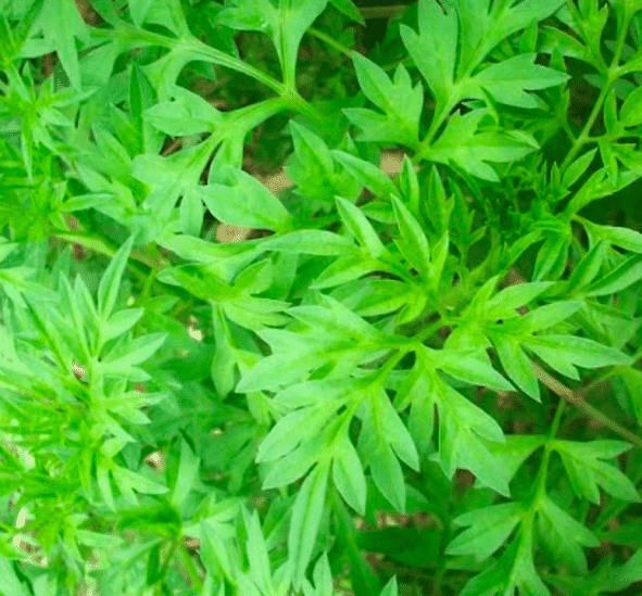 Daun Kenikir / 250 gr_0