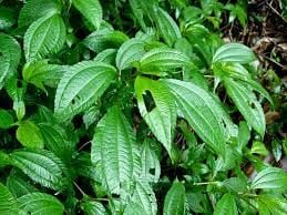 Daun Poh-pohan / 250 gr_0