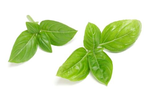 Basil / 100 gr_0