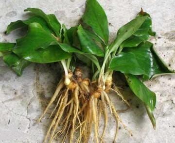 Daun Kencur / 100 gr_0