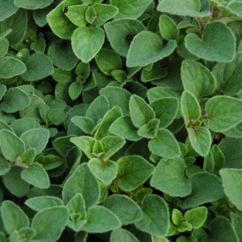 Marjoram / 100 gr_0