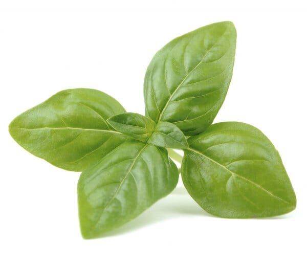 Sweet Basil / 250 gr_0