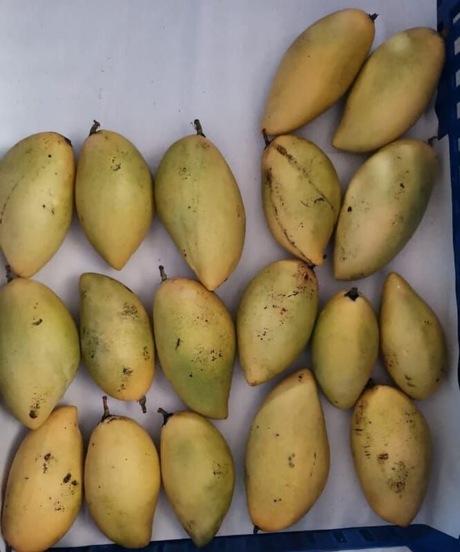 Mangga Dok Mai / kg_0