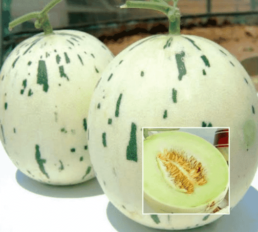 Melon Dalmation / kg_0