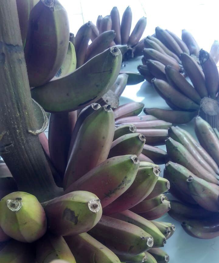 Pisang Kidang Merah / 3 kg_0