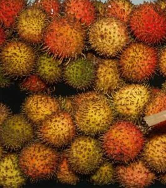 Rambutan Rapiah / kg_0