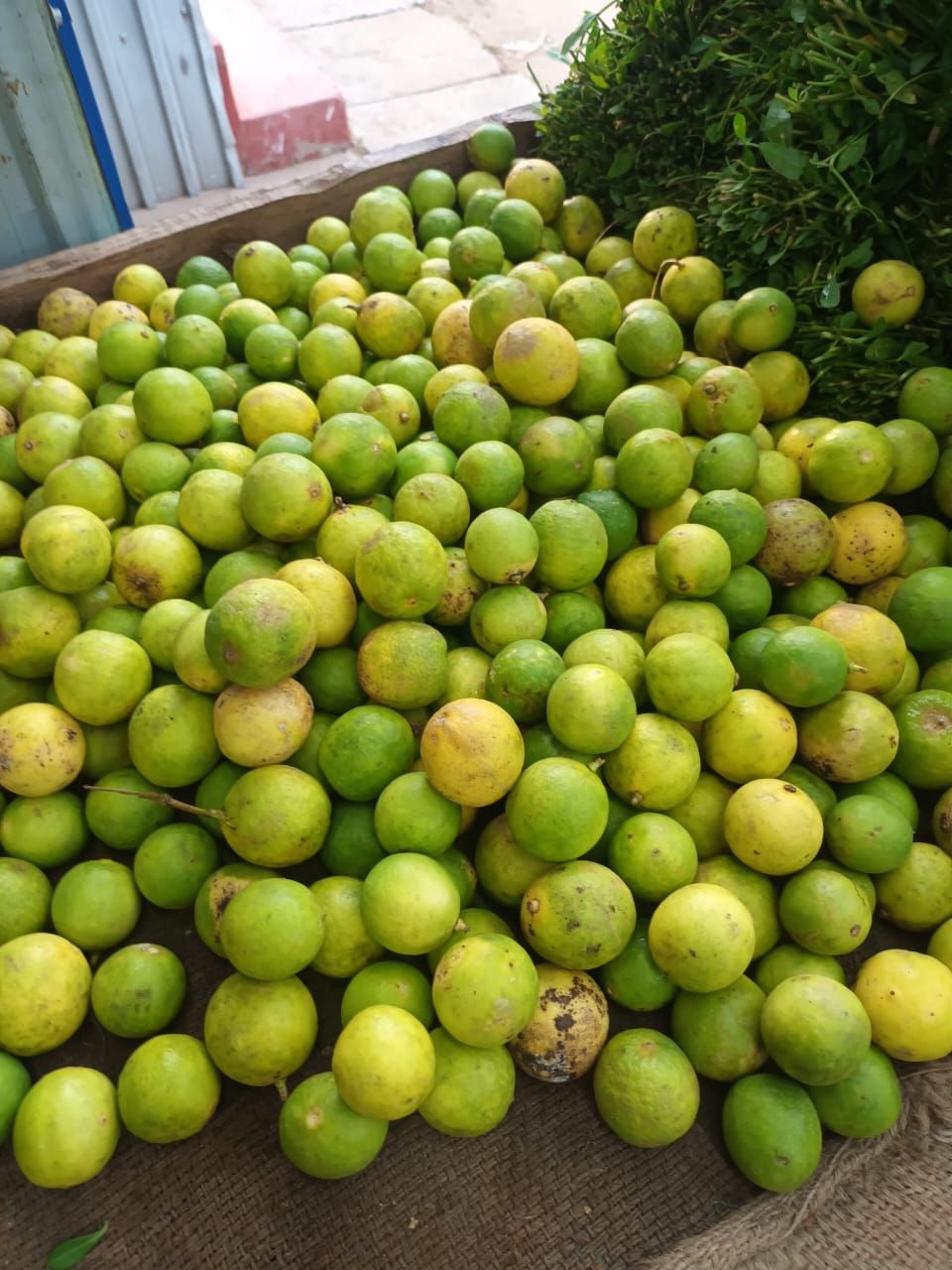 Lemon எலுமிச்சை_0