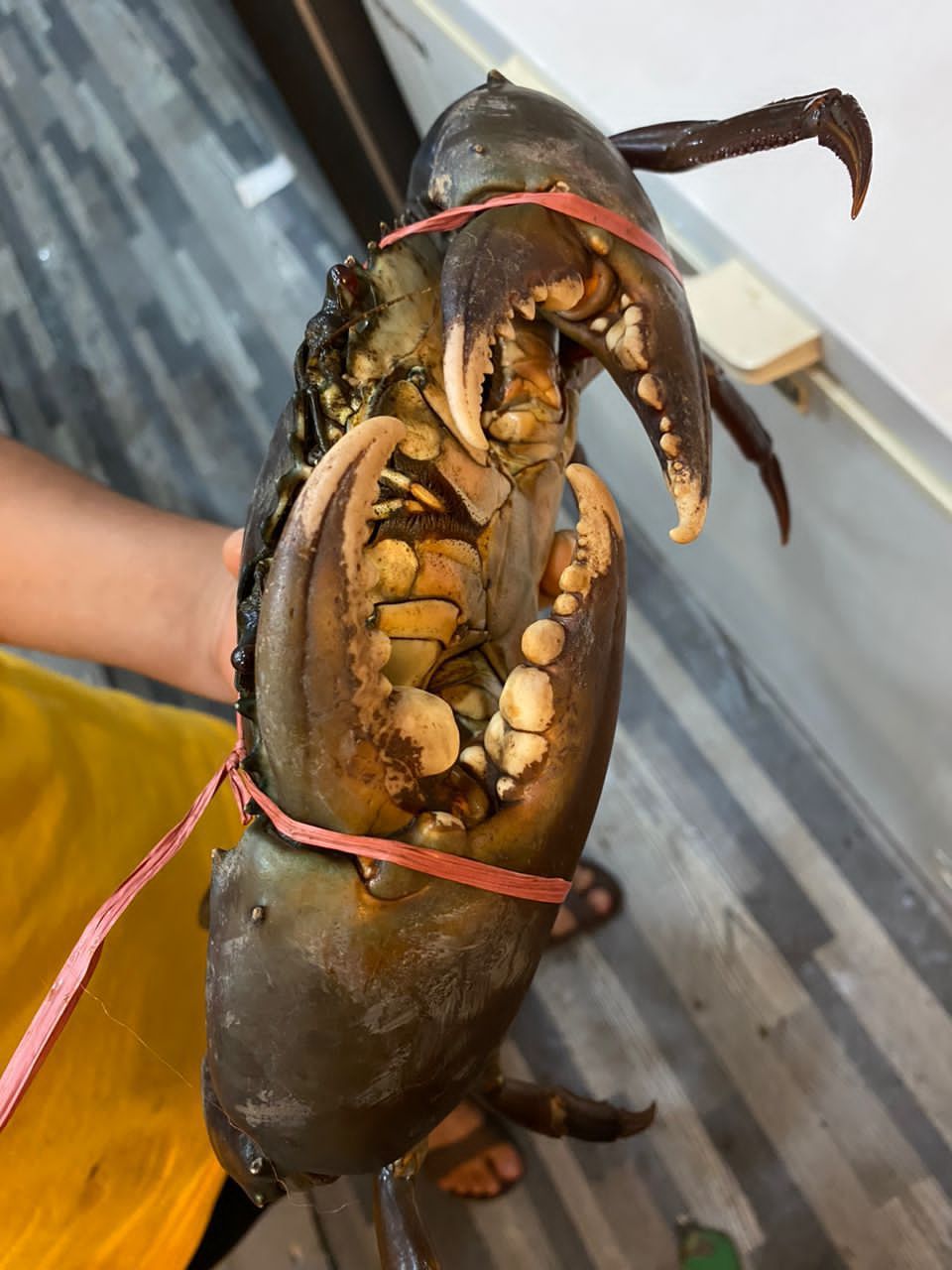 巨大肉蟹 GAINT BIG CRAB Pre-Order_1