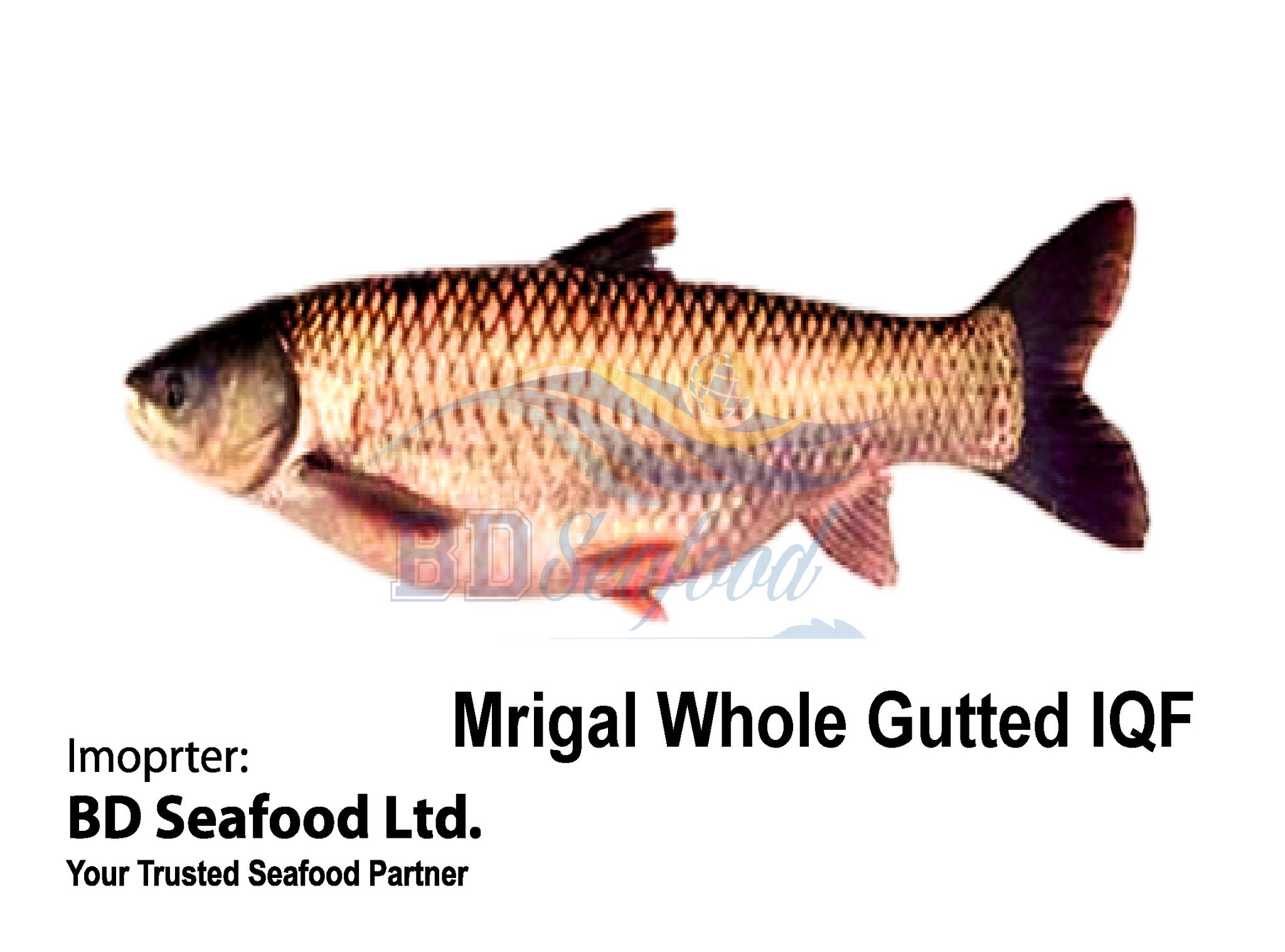 Mrigal Whole Gutted IQF_0