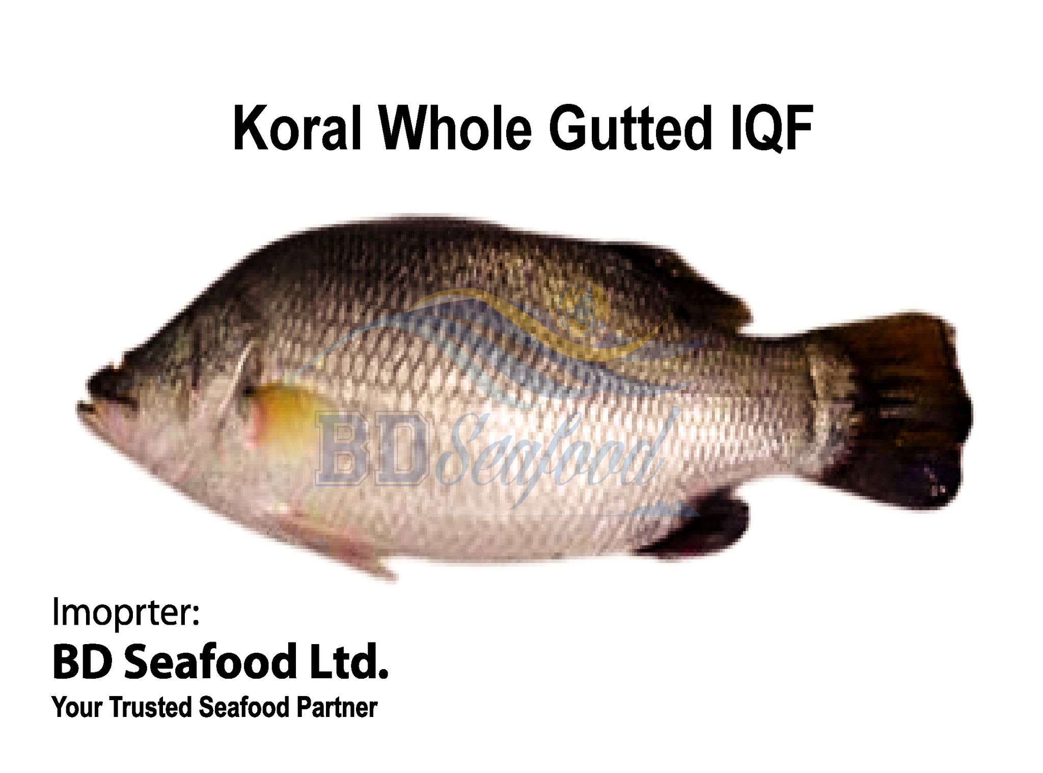 Koral Whole Gutted IQF_0