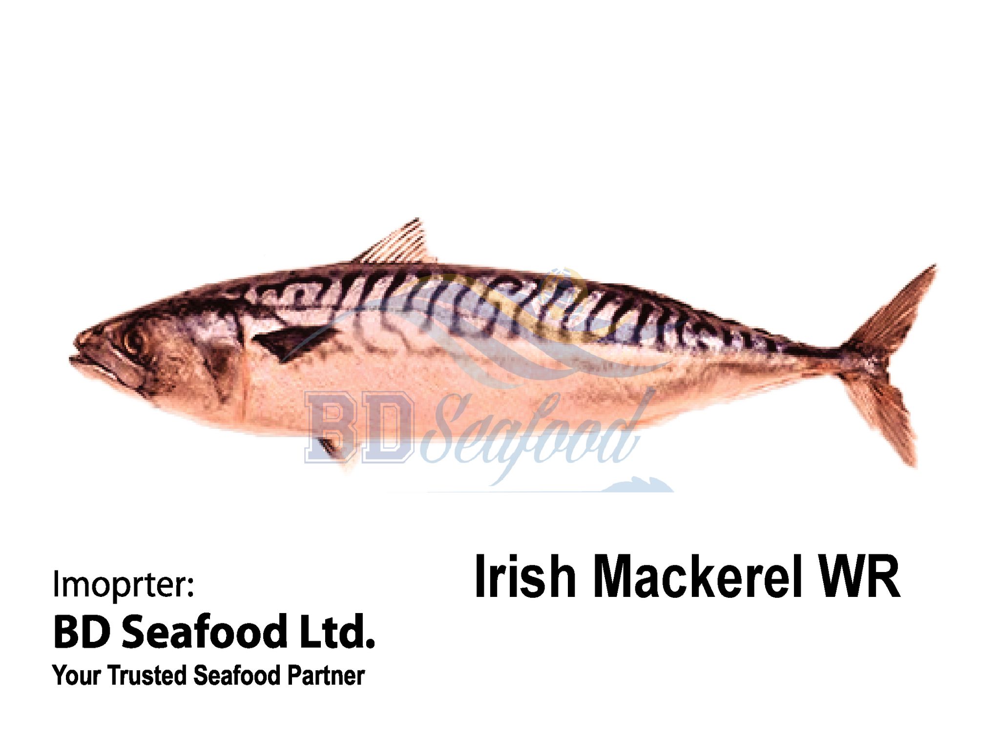 Irish Mackerel WR_0