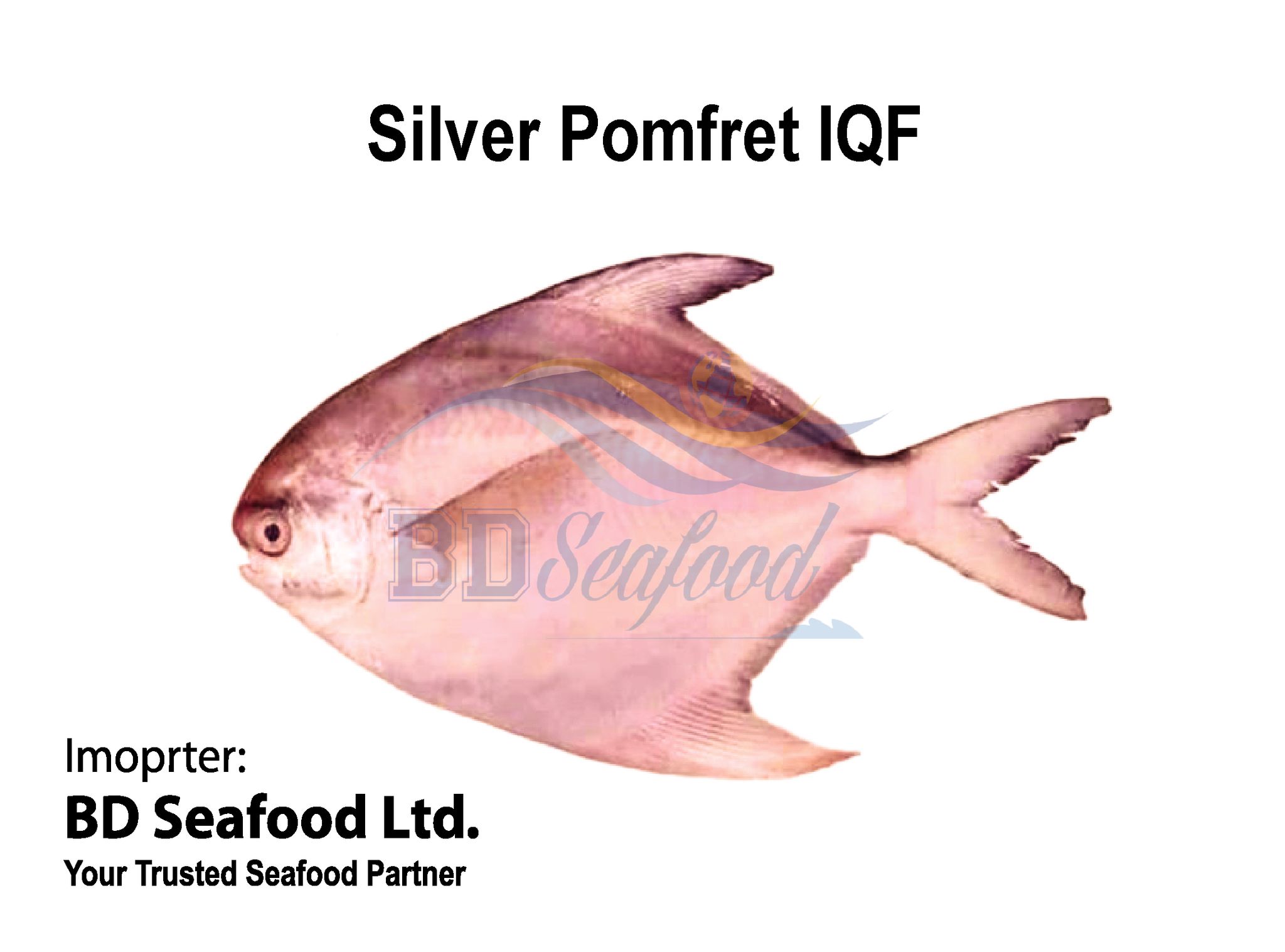 Silver Pomfret IQF (OUT OF STOCK)_0