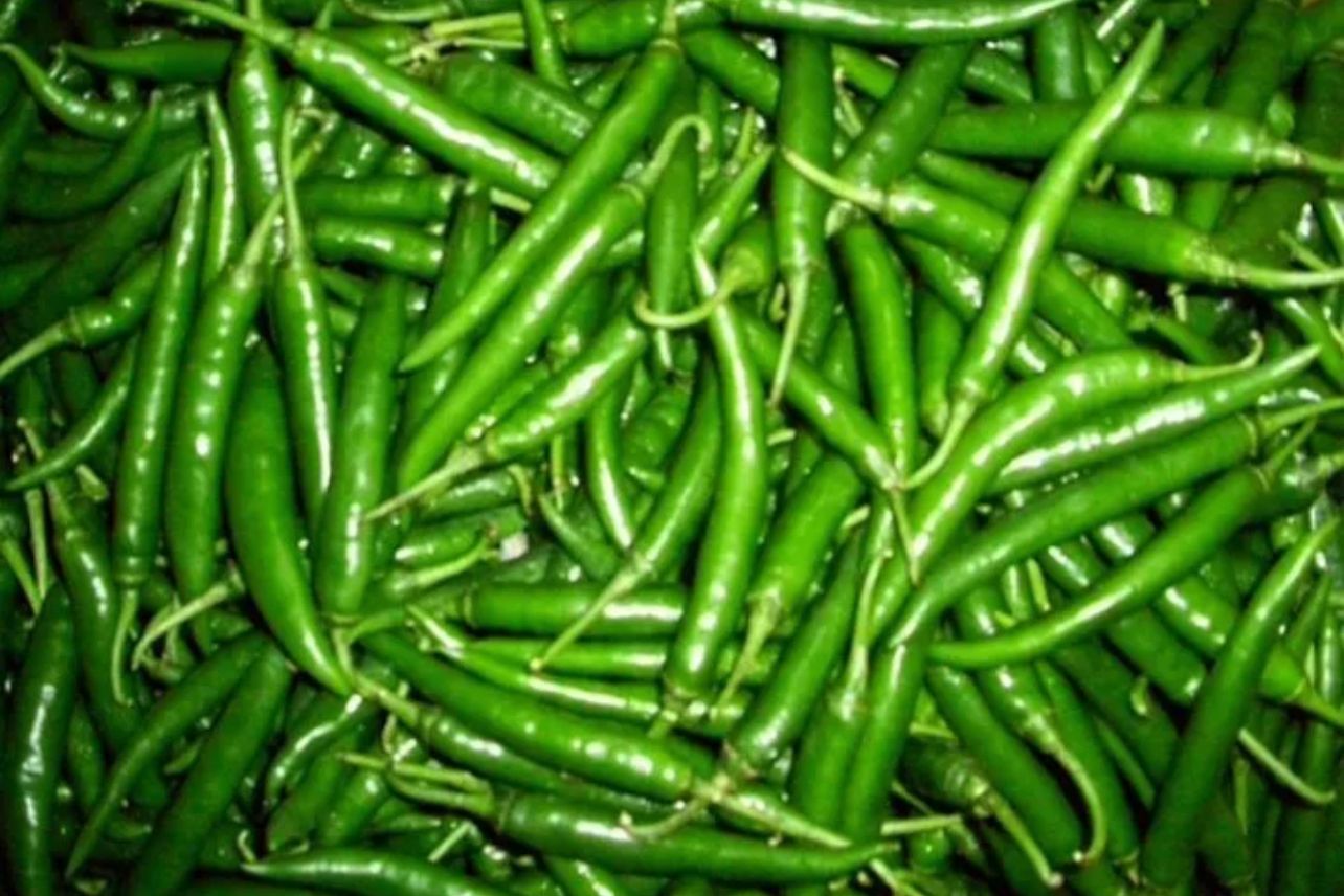 Normal Green Chilli Box_0