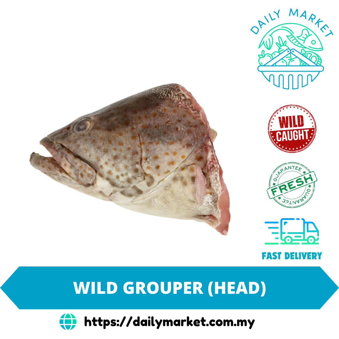 WILD GROUPER (HEAD) | IKAN KERAPU LIAR (KEPALA) | 石斑鱼头 @ DAILY MARKET_0