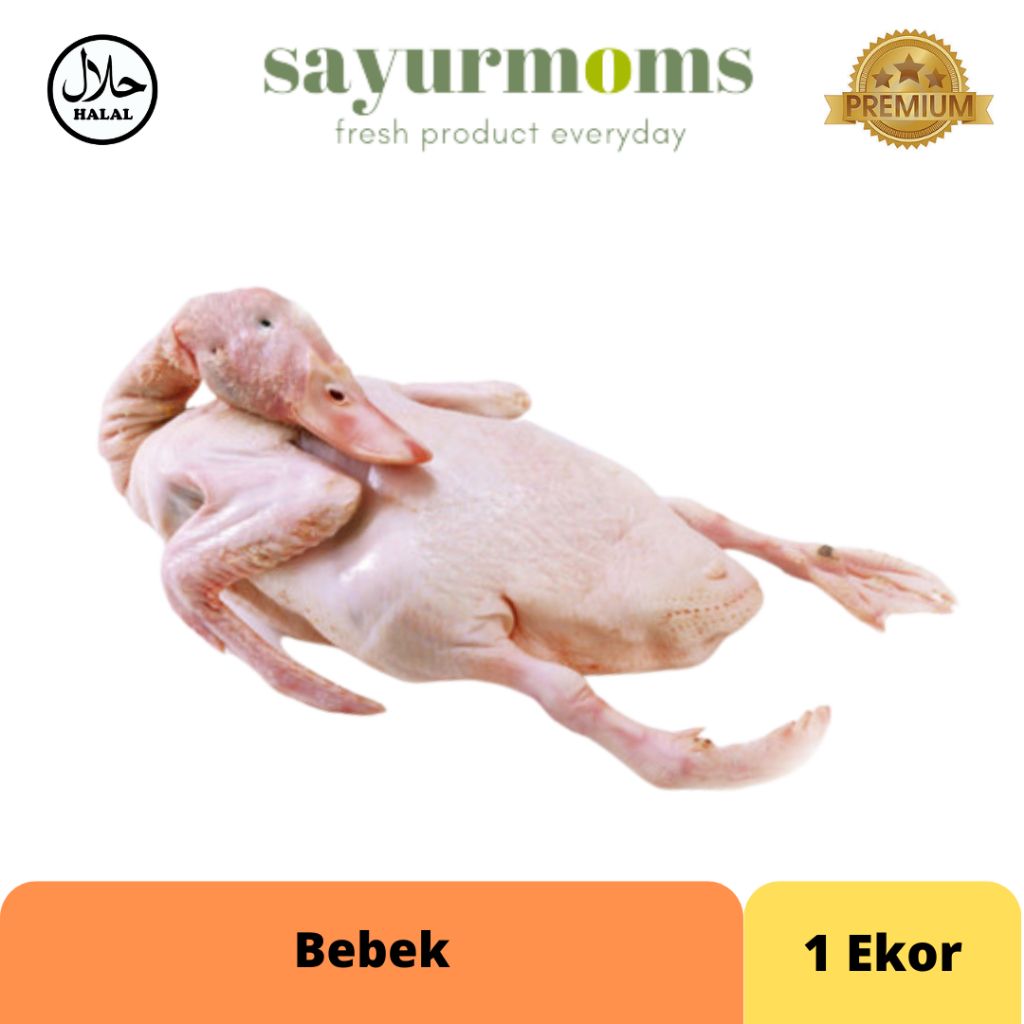 Bebek 1 ekor_0