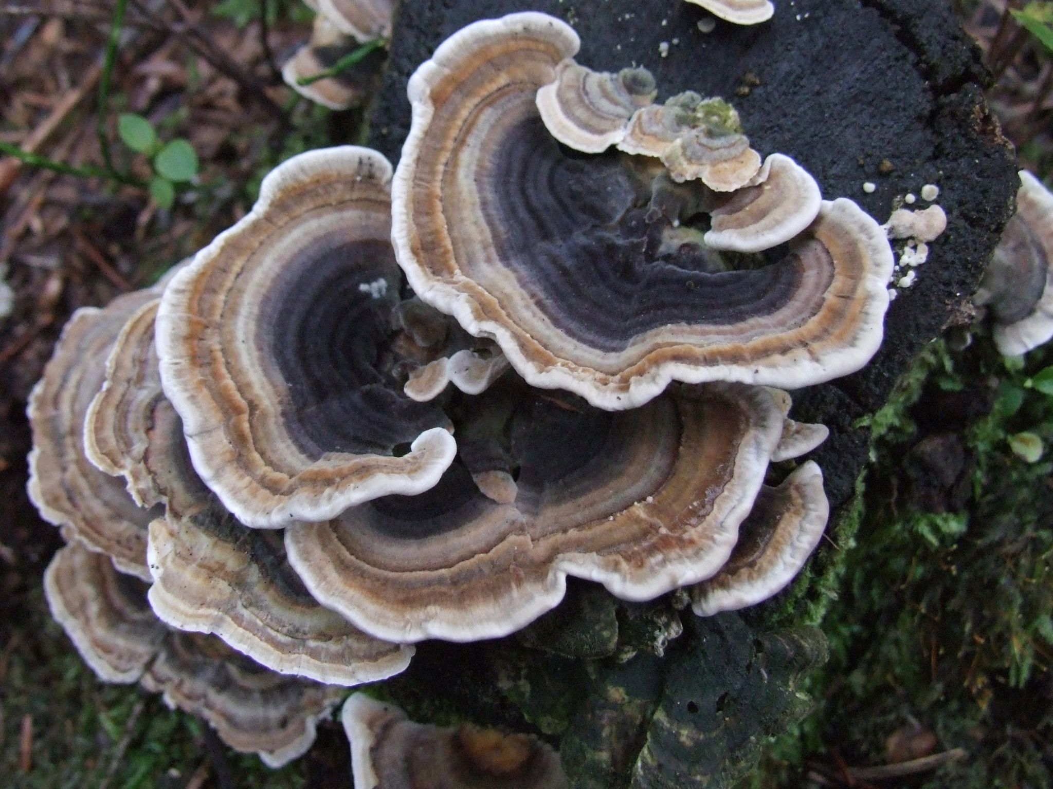 Turkey Tail 60 Caps_0