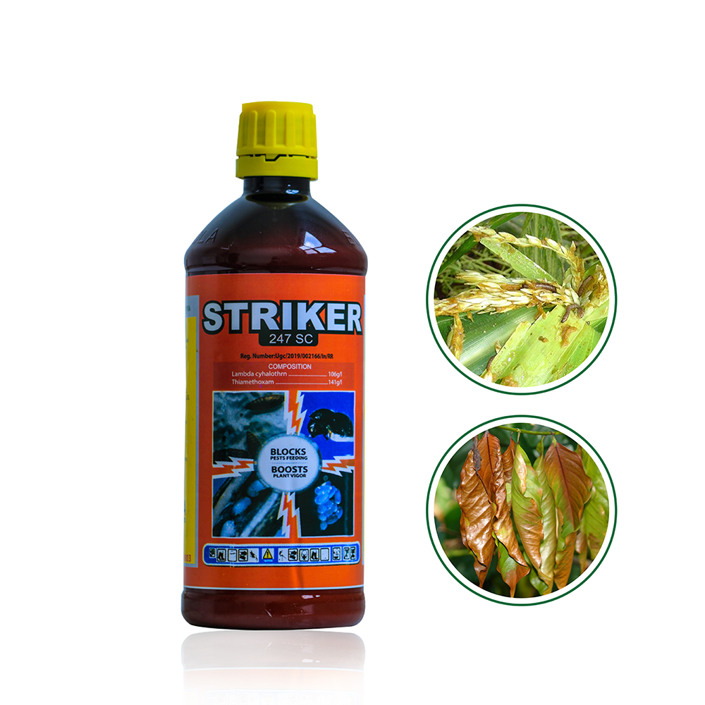 STRIKER_0