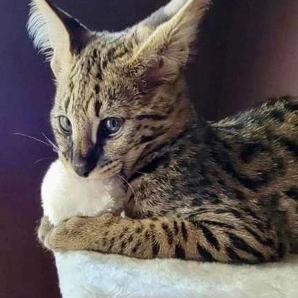 Savannah cat Karine_0