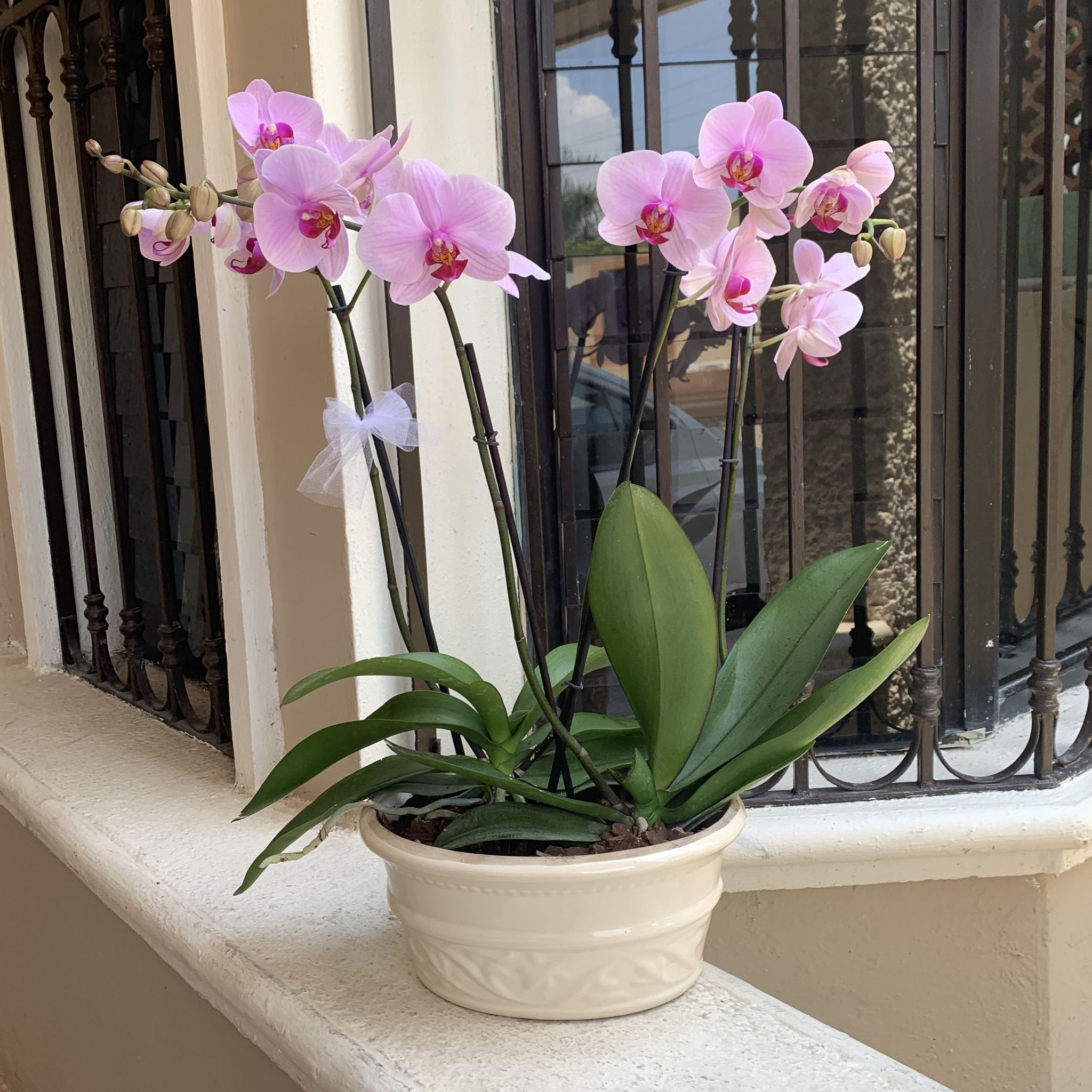 Orquídeas_0