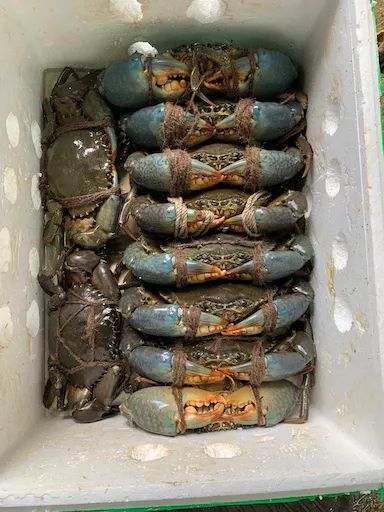 Live Sri Lanka Mud Crab 200 to 300grams UP (Price per Kg)_0
