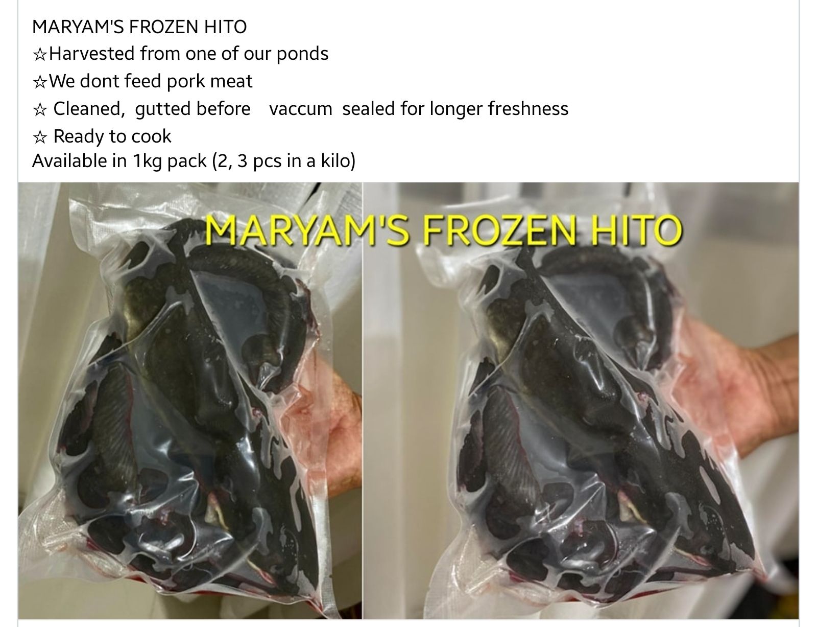 Frozen Hito_0