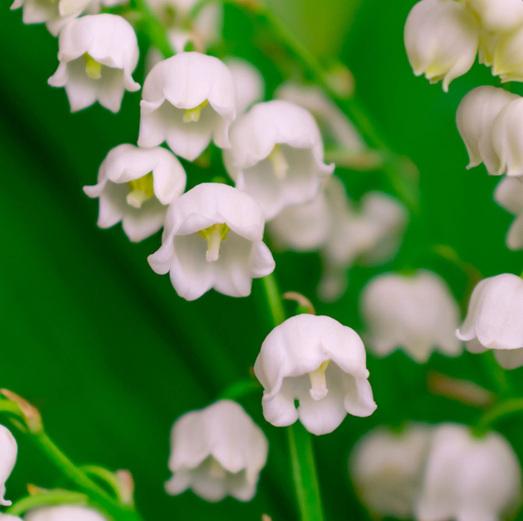 Lily of The Valley_0