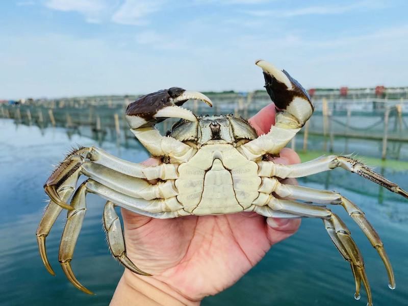 H250M - 250gms Male Hairy Crab (G) Grade 49_0