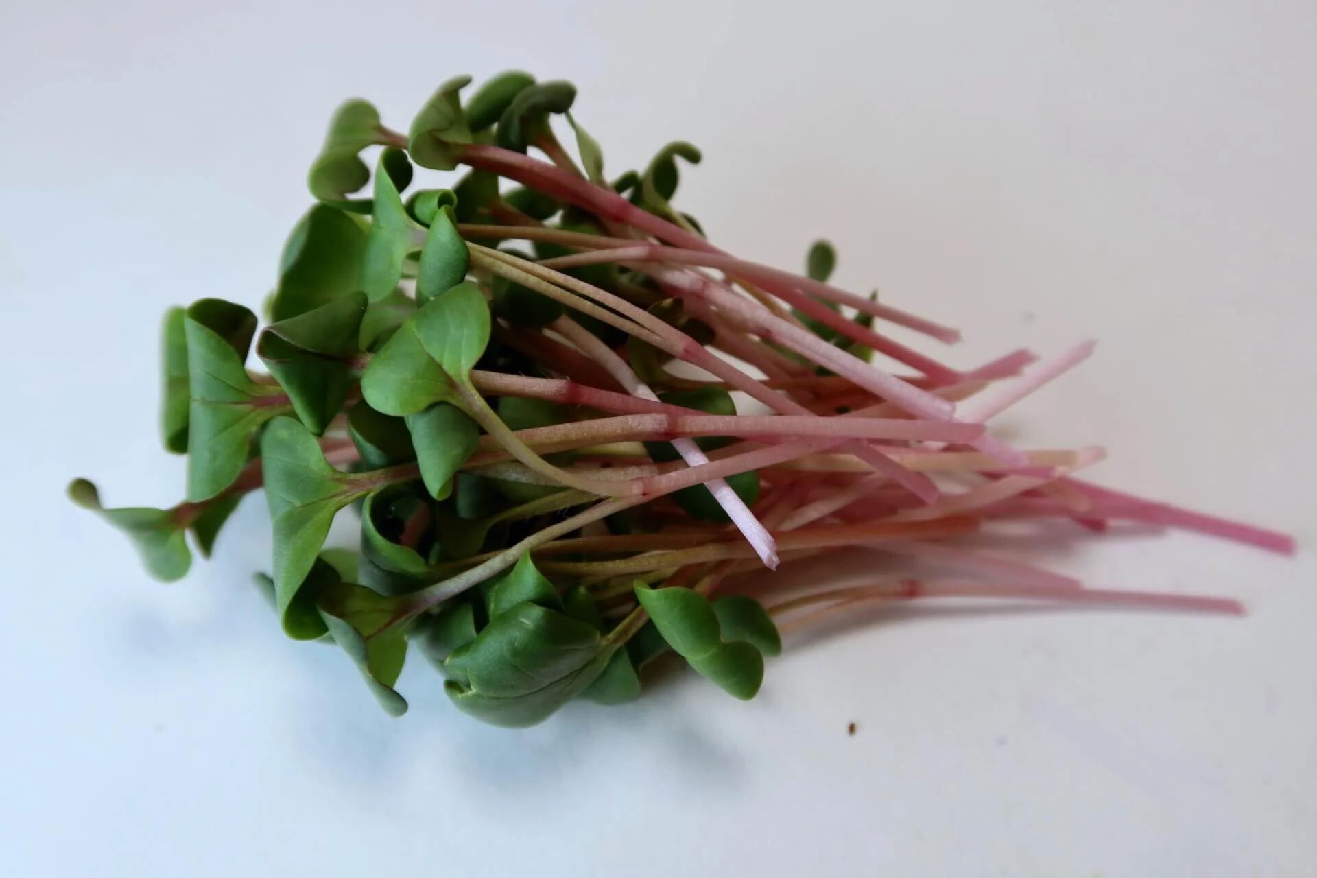 Radish Microgreens_0
