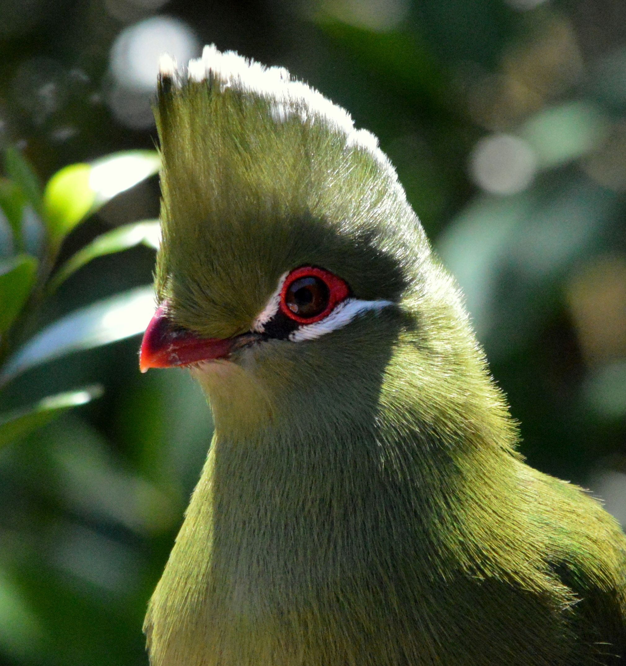 Birdwatching Walk - Garden Route_0