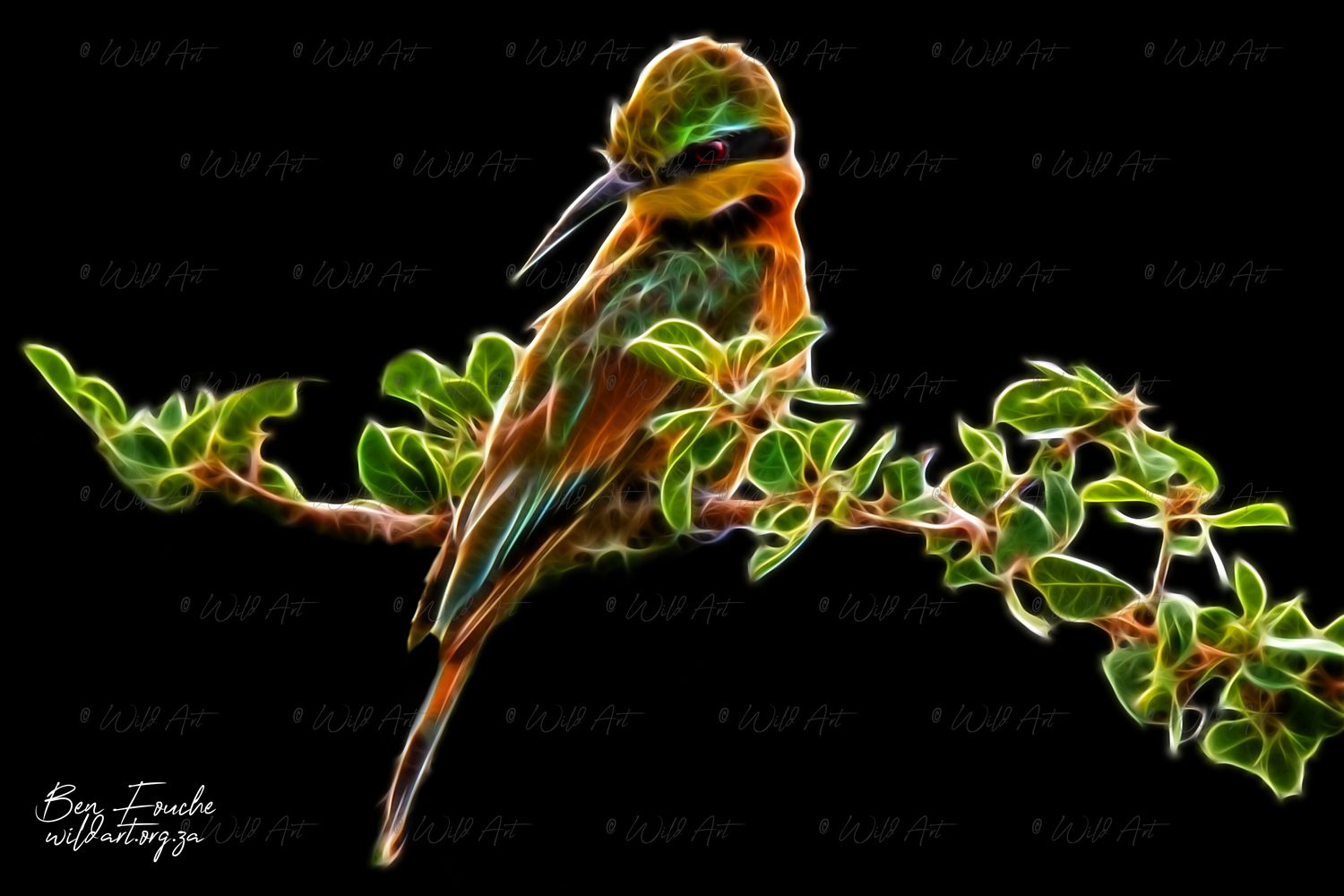 Little Bee-eater (Limited Edition) Only one item_1