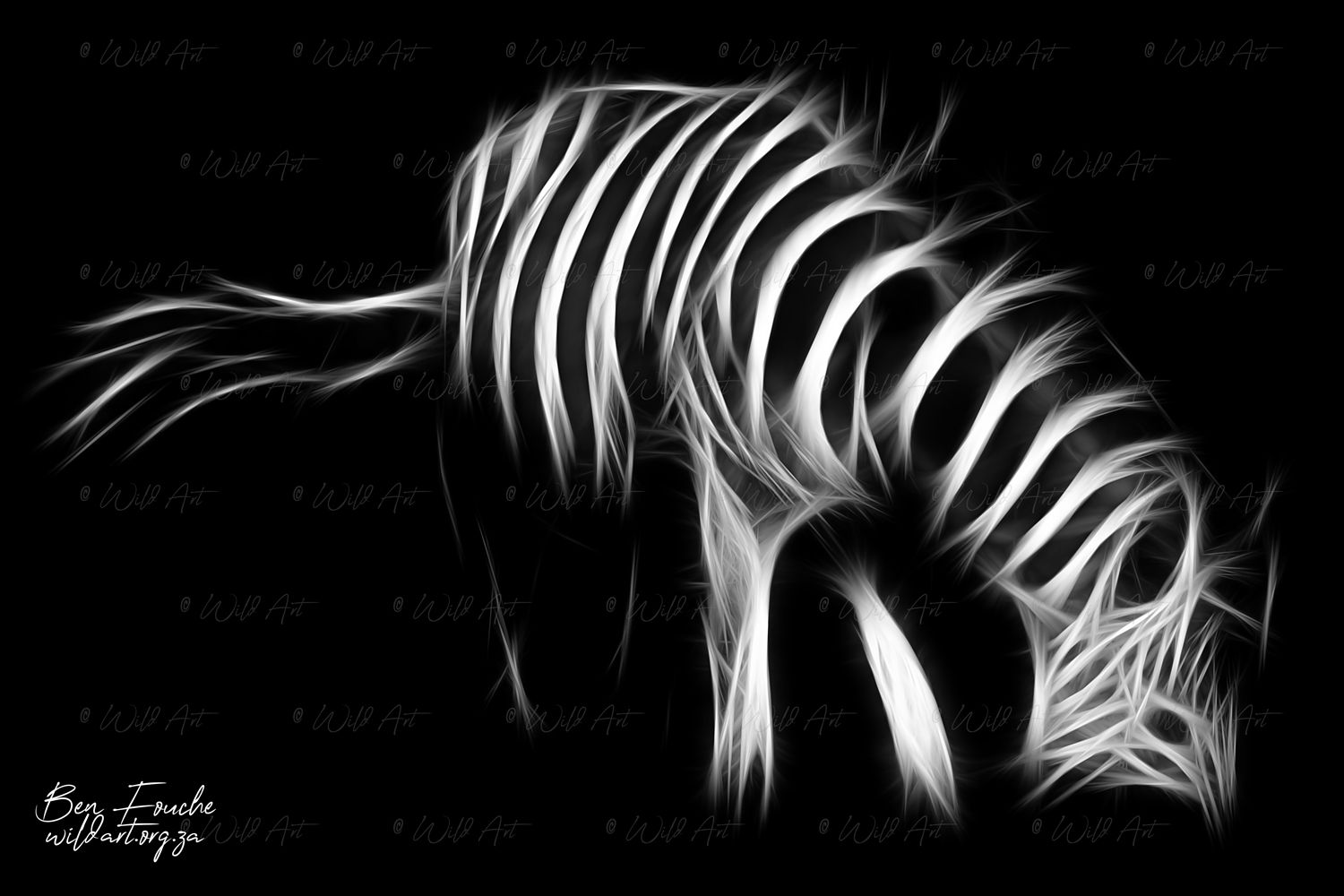 Zebra Grazing B&W (Limited Edition) Only one item_1