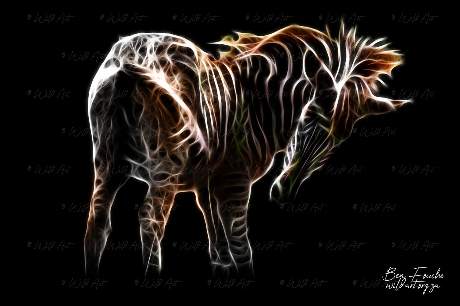 Zebra Filly (Limited Edition) Only one item_1