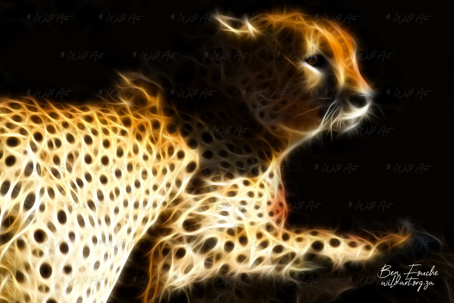 Cheetah_1