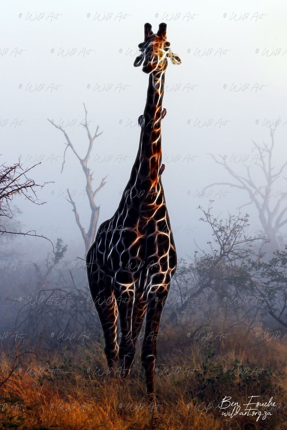 Giraffe_1