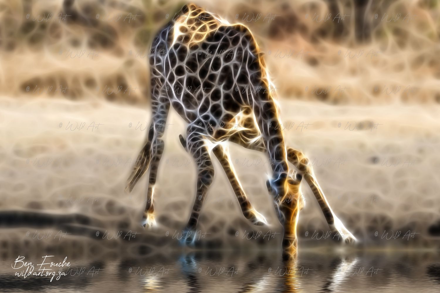 Giraffe at Water_1