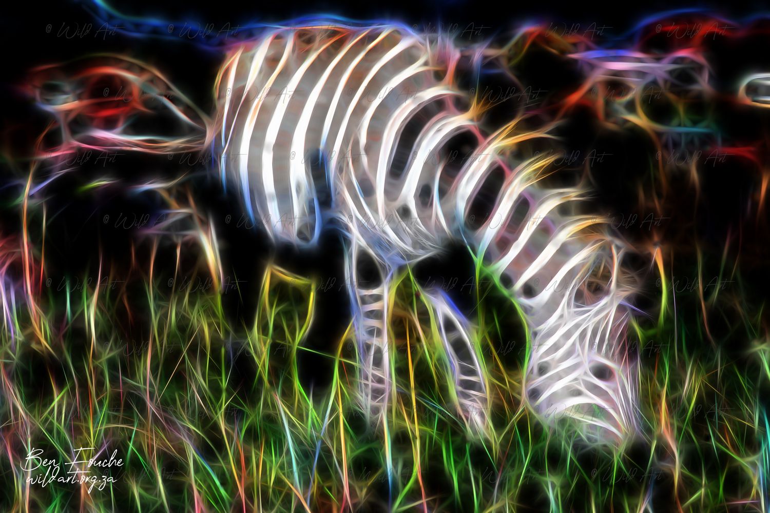 Grazing Zebra_1