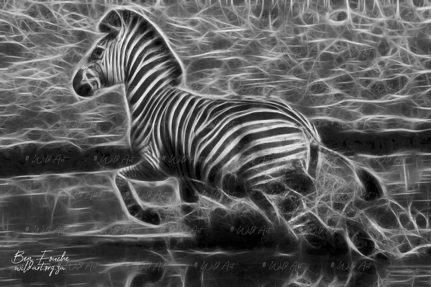 Zebra Flight BW_1