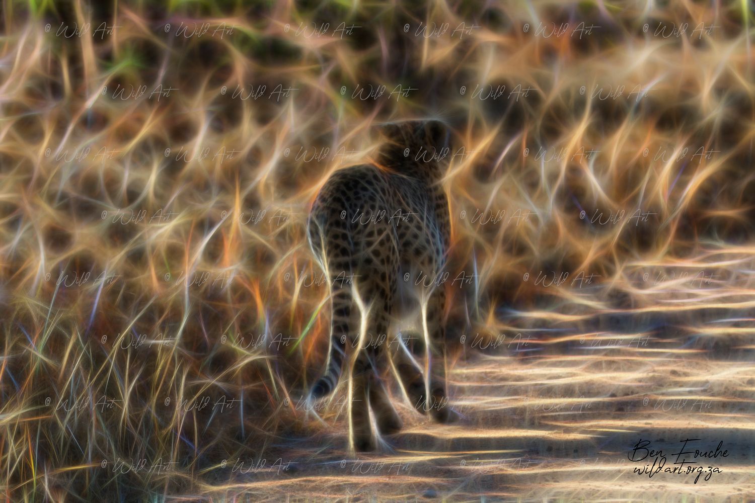 Cheetah Walk_1