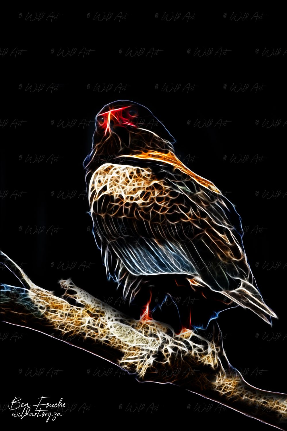 Bateleur_1