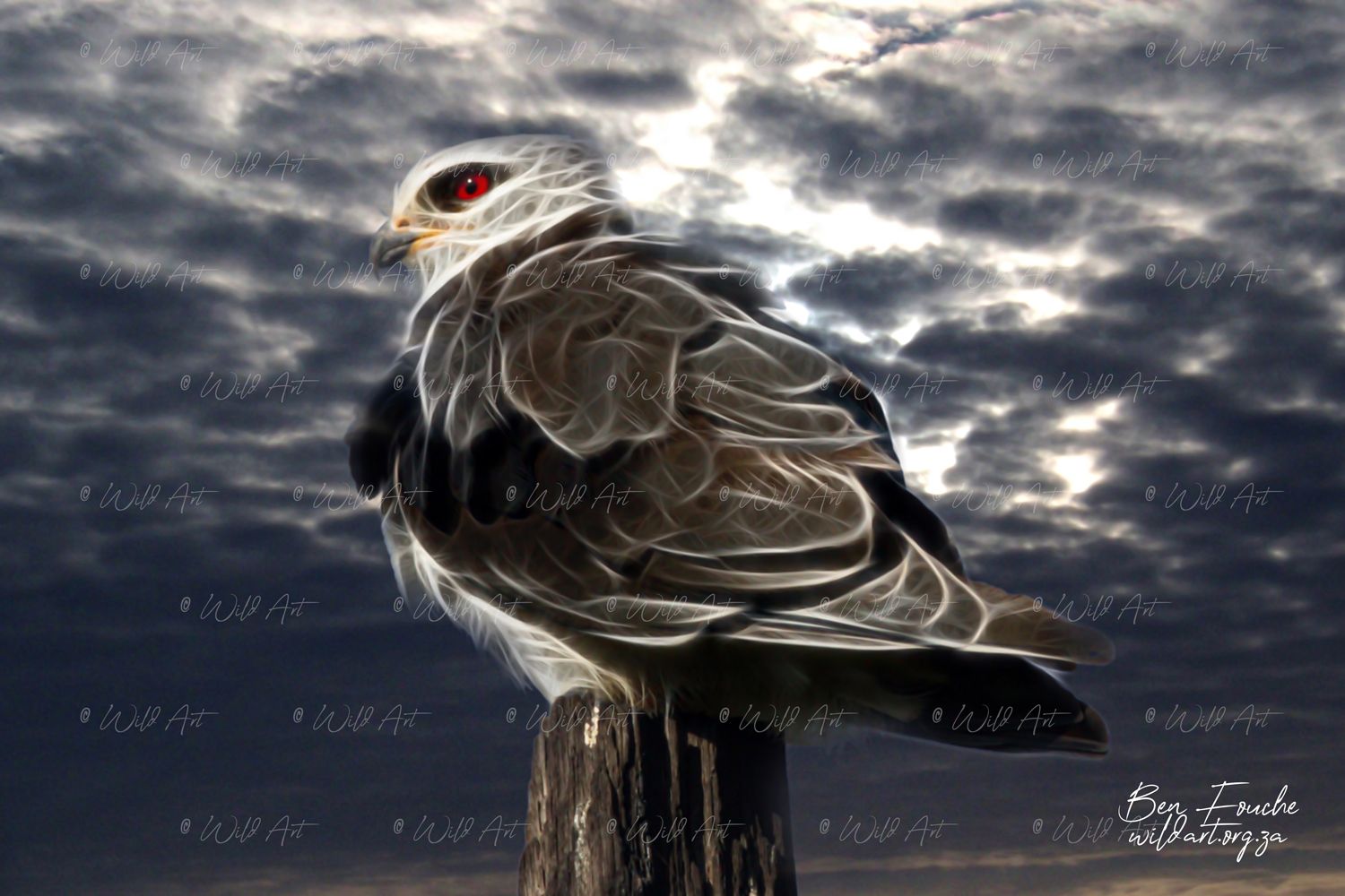 Black-Shouldered Kite_1