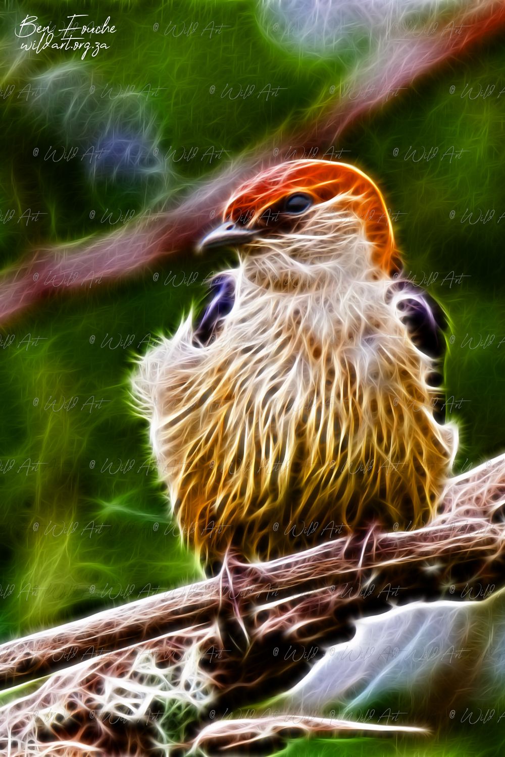 Greater Striped Swallow_1