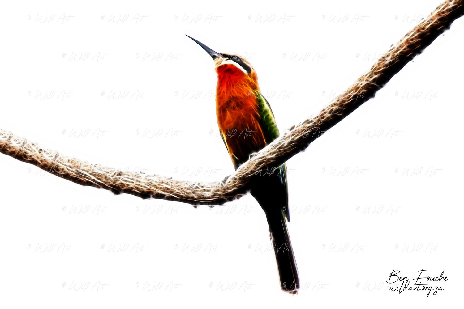 White-fronted Bee-eater_1