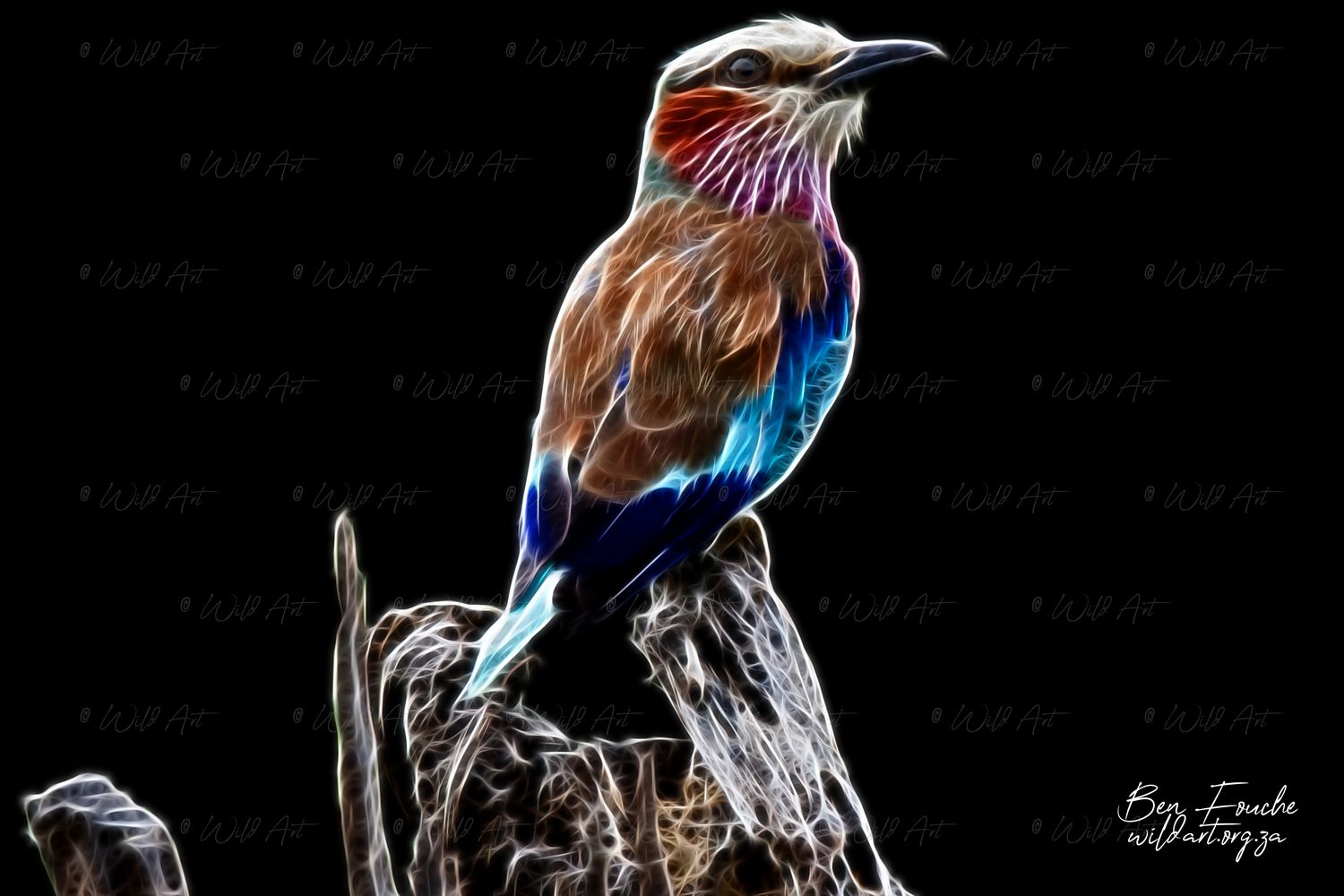 Lilac-breasted Roller_1