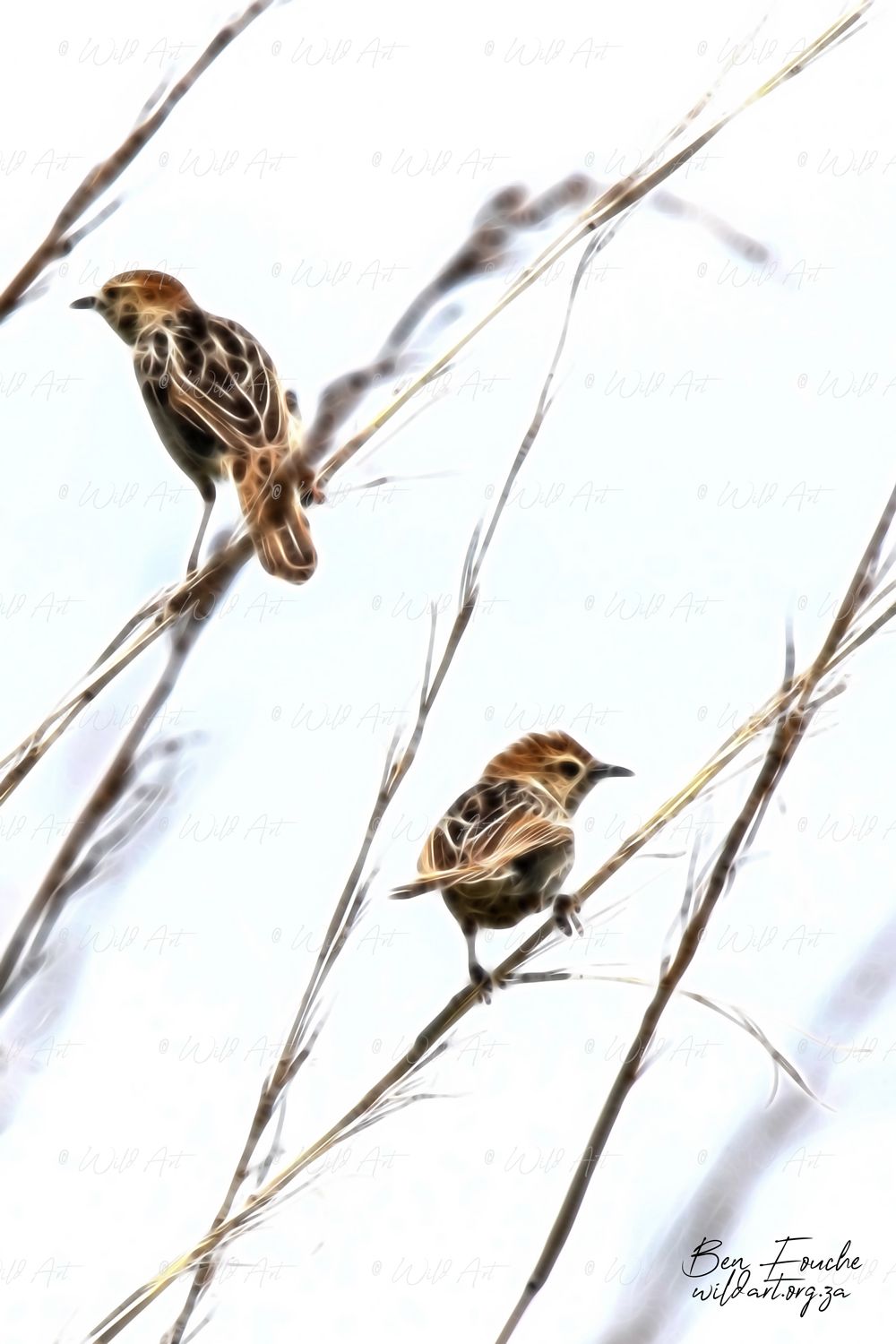 Levaillant's Cisticolas_1